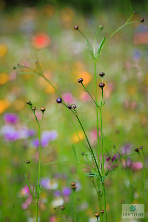 Wild Flower Meadow #2