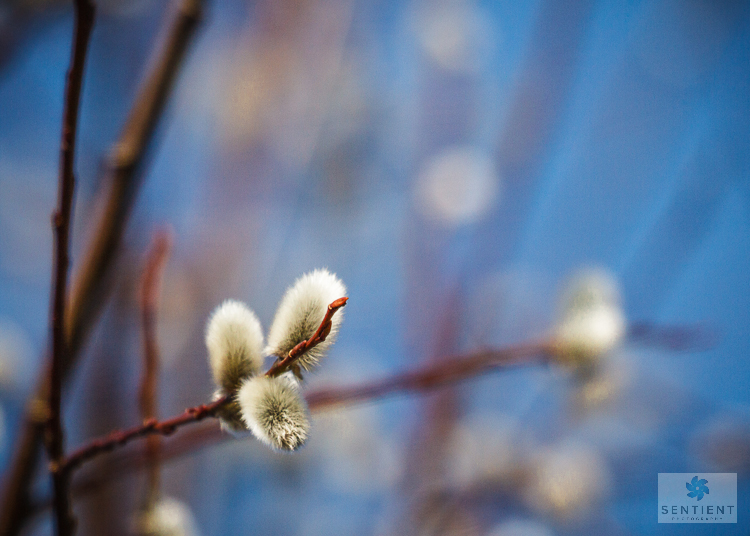Willow Catkins #2