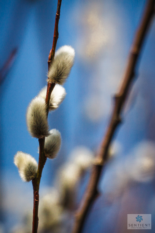 Willow Catkins #1