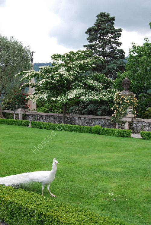 White Peacock in the Gardens of the Palace