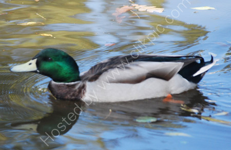 Duck on the Leeds/Liverpool