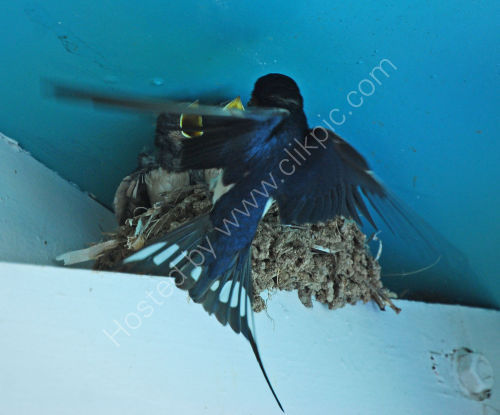 Swallow feeding its young