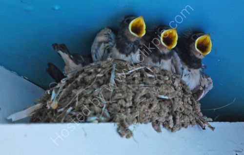Swallows 'chorus'