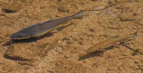 Fish in the clear waters of the River Wye