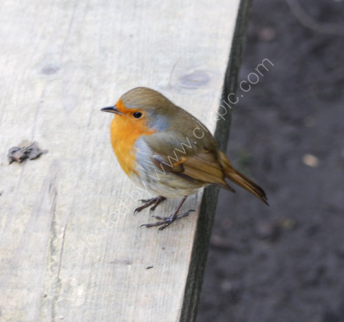 'Sat' on the bench next to me !