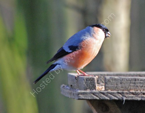 A Bullfinch feeding at Cromwell Bottom