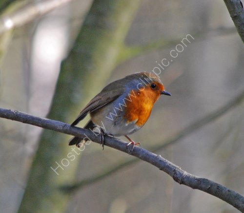 A Robin at Cromwell Bottom feeding station