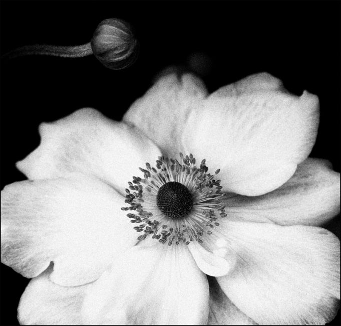 Anemone