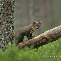 Pine Marten in Pine Forest
