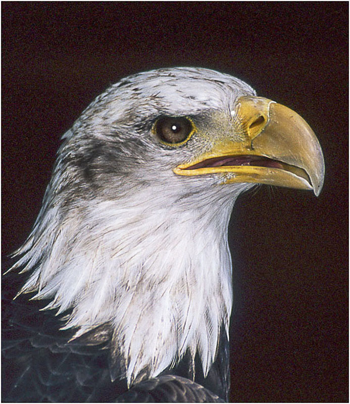BALD EAGLE HALIAEETUS LEUCOCEPHALUS