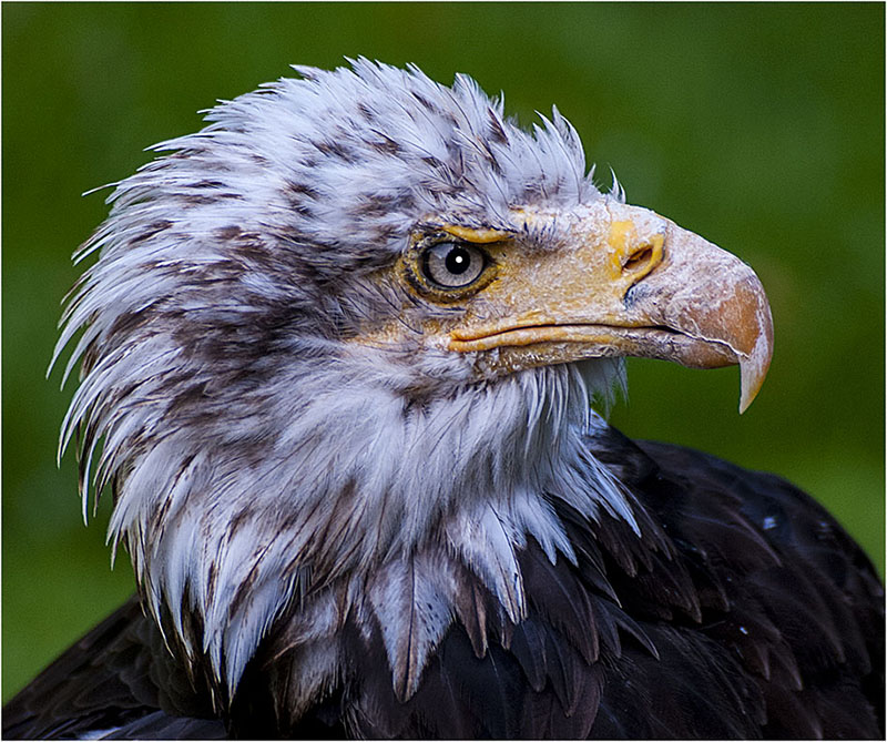 BALD EAGLE HALIAEETUS LEUCOCEPHALUS