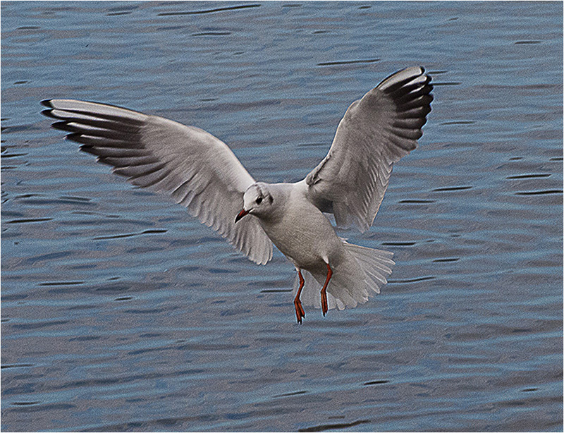 BLACK-HEADED GULL LARUS RIDIBUNDUS