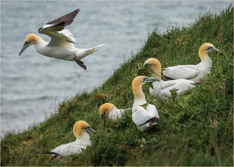 NORTHERN GANNETS (MORUS BASSANUS) COLLECTING NEST MATERIAL