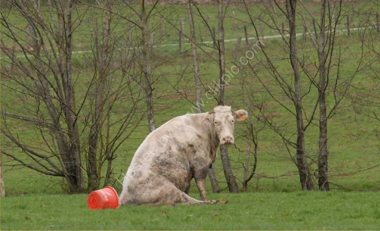 Animal - Cow (Bos taurus) - Belgian Cow - Crying over spilt milk