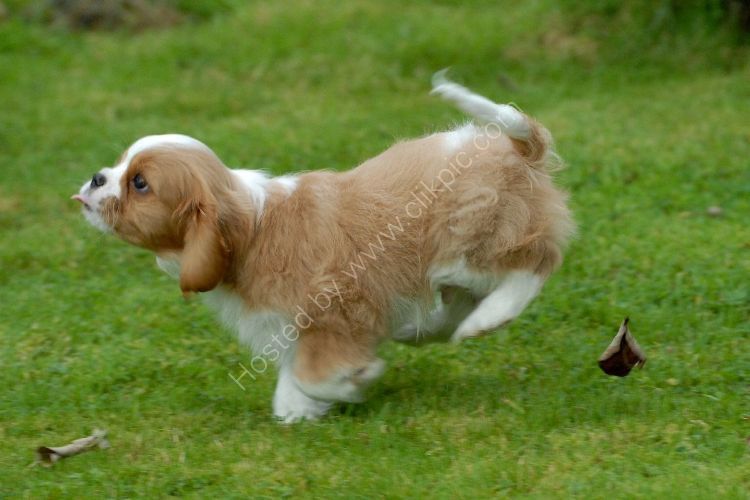 Animal - Dog (Canis lupus familiaris) - Cavalier puppy under heavy braking