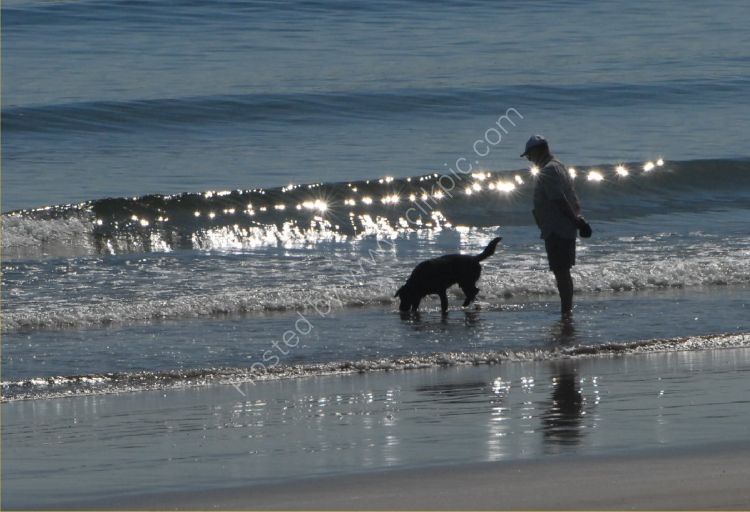 Animal - Dog (Canis lupus familiaris) - One man and his dog on the beach