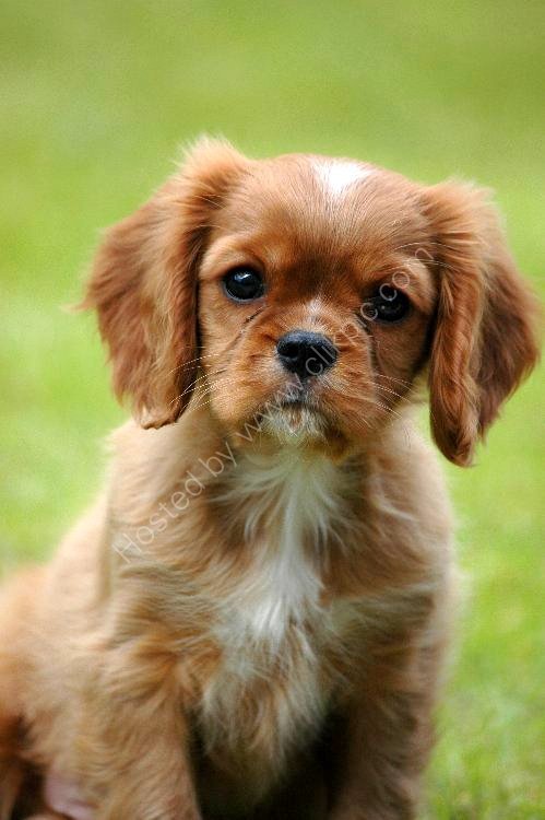 Animal - Dog (Canis lupus familiaris) - Puppy with questioning look