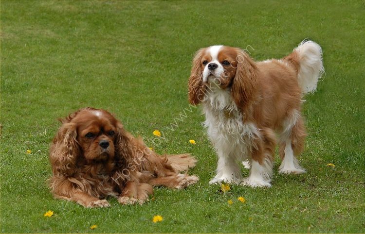 Animal - Dog (Canis lupus familiaris) - King Charles Cavaliers Brambles and Shadow
