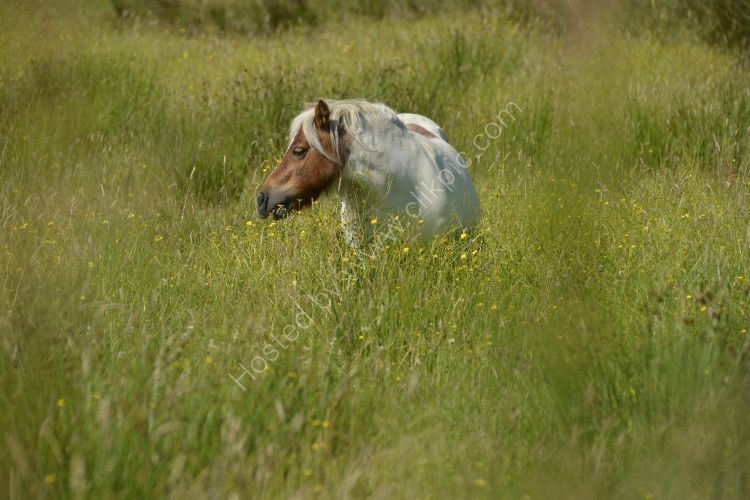 Animal - Horse (Equus ferus caballus) - Shetland Pony looking for shorter grass...