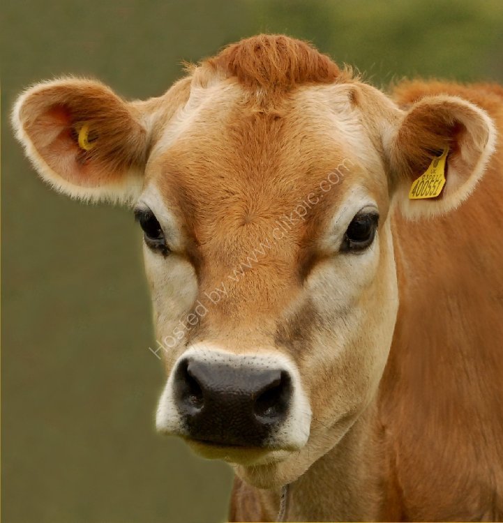 Animal - Jersey Cow (Bos (primigenius) taurus) - Portrait of a Jersey Cow