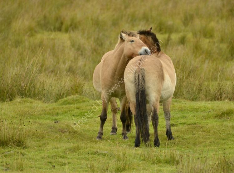 Animal - Przewalskii Horse (Equus ferus przewalskii) - You scratch my back and I'll scratch yours