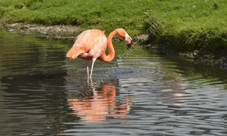 Bird - Andean Flamingo (Phoenicopterus Andinus - In the Pink and in the Pond
