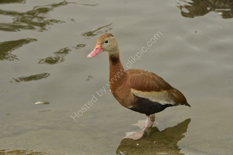Bird - Black-Bellied Whistling Duck (Dendrocygna Autumnalis) - Paddling