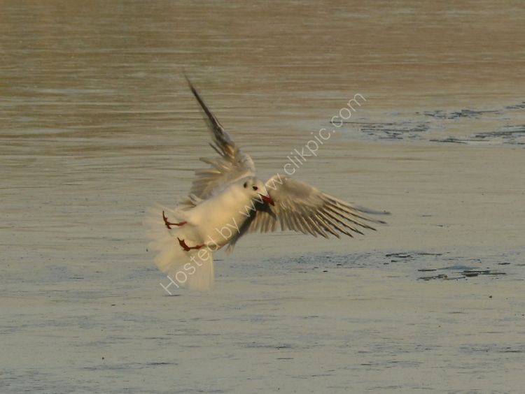 Bird - Common Gull (Larus canus) in winter plumage - Air Brake Acrobatics