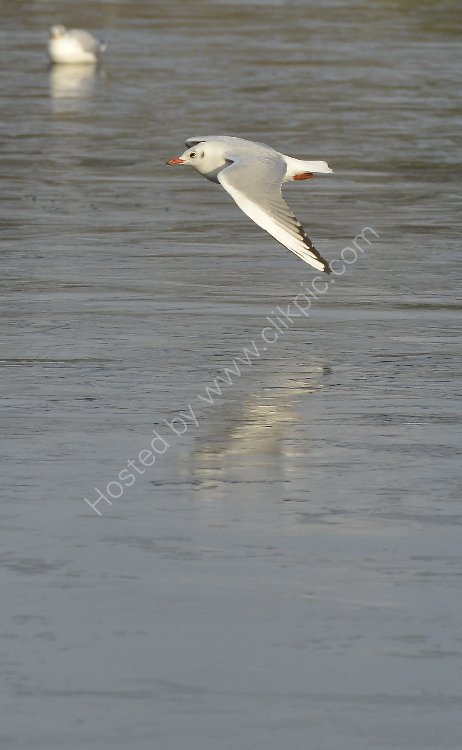 Bird - Common Gull (Larus canus) in winter plumage - Low flying over the ice