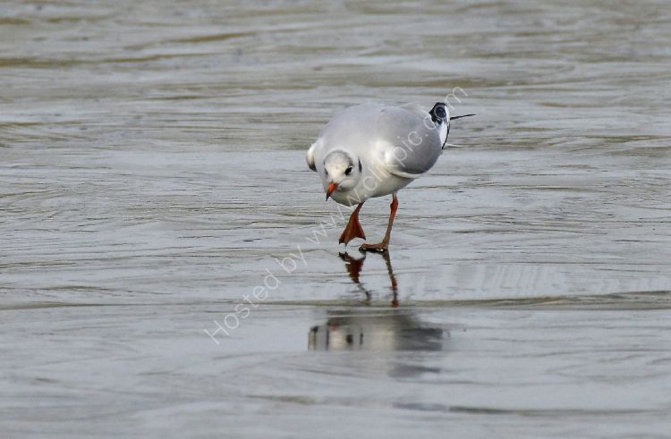 Bird - Common Gull (Larus canus) in winter plumage - Ouch, it's cold on the feet