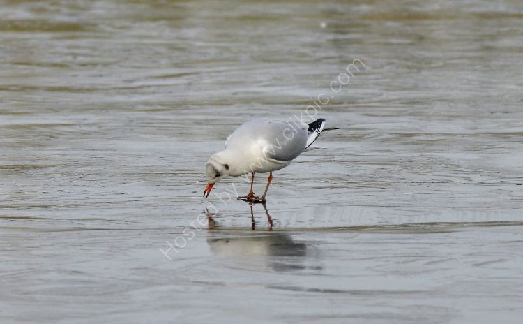 Bird - Common Gull (Larus canus) in winter plumage - Pecking at the Ice