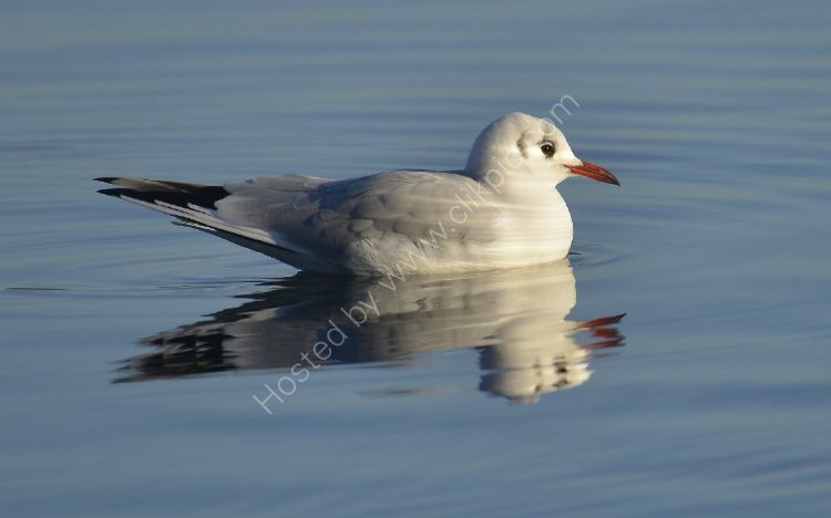 Bird - Common Gull (Larus canus) in winter plumage - Seagull Serenity