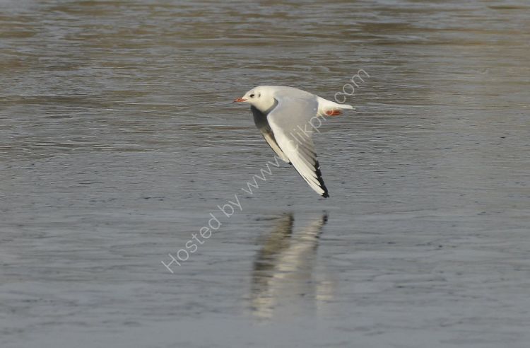 Bird -Common Gull (Larus canus) in winter plumage - Wing tips just above the ice
