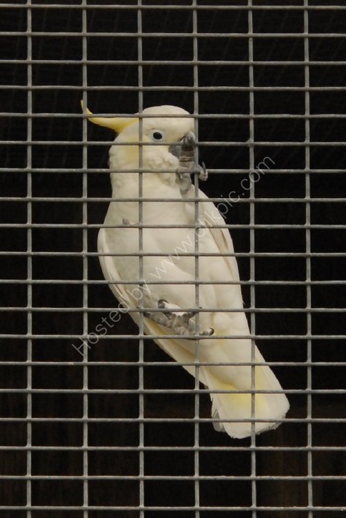 Bird - Citron-Crested Cockatoo (Cacatua sulphurea citrinocristata) - Bird in a Guilded Cage