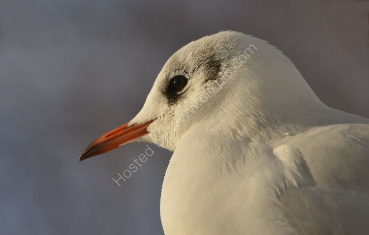 Bird - Common Gull (Larus canus) - It's a shame they are so greedy ...