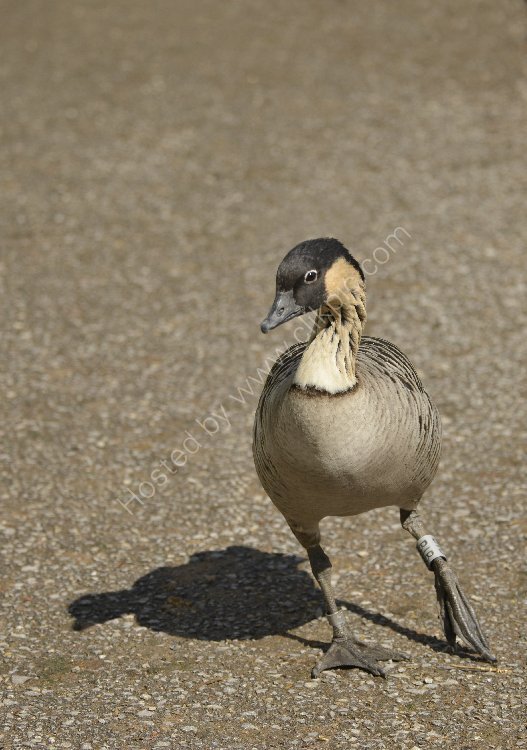 Bird - Hawaiian Goose (Nene) - (Branta Sandvicensis) - Hawaiin Dancer