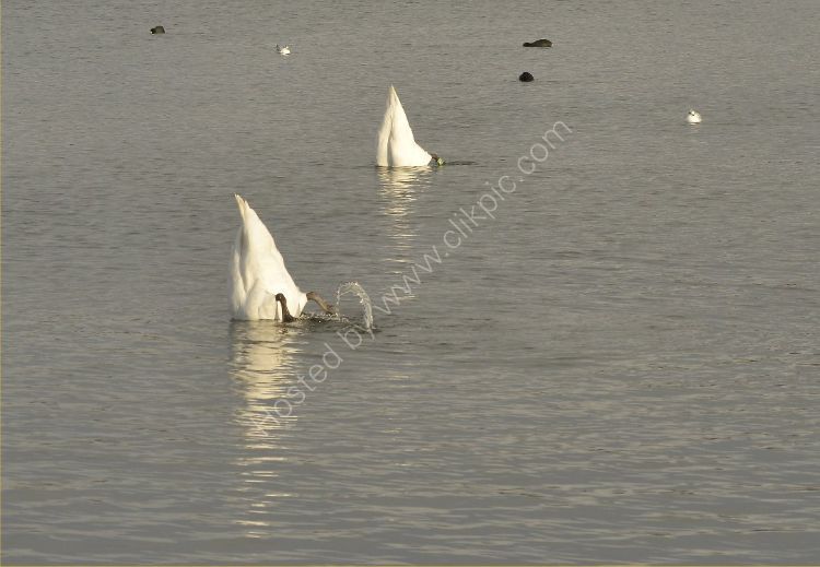 Bird - Mute Swan (Cygnus olor) - Synchronised Swimming (or sinking?)