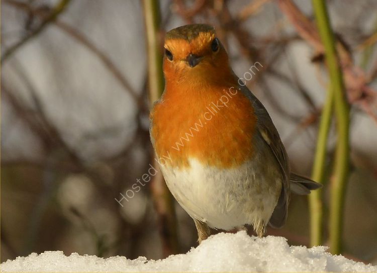 Bird - Robin (Erithacus rubecula) - Checking to see if the food is ready