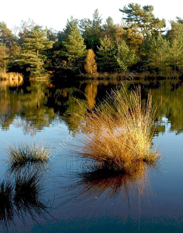 ENGLAND - Upper North Pond, near Shillinglee, Low Weald, Surrey (Upright)