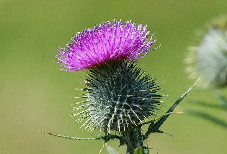 Flower - Spear or Bull Thistle (Cirsium vulgare) Left Leaning with green background