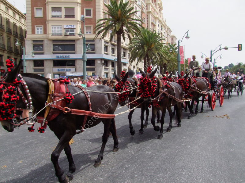 Horses & Carriage, Malaga Festival, Plaza de La Marina