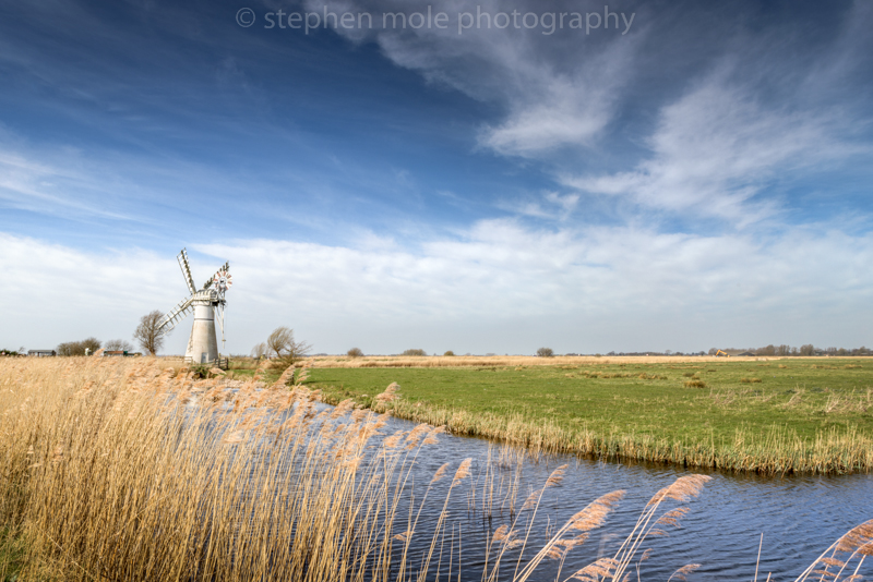 Reeds on Thurne Staithe leading to the Thurne Mill