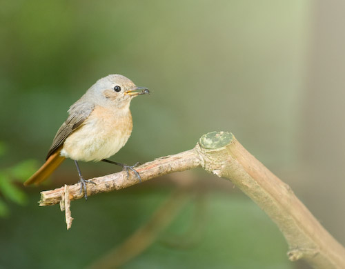 Female Redstart