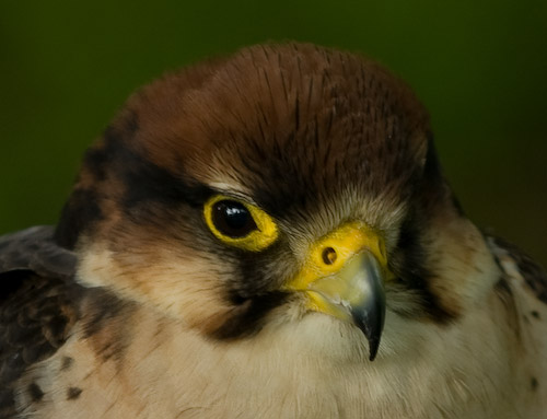 Hobby (Falco subbuteo)
