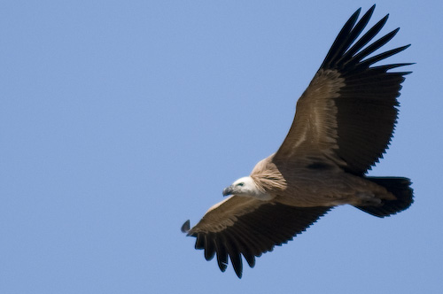 Griffin vulture