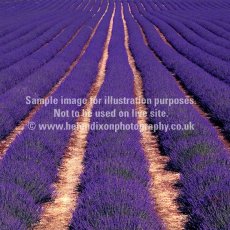 Field of lavender