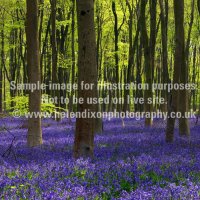 Micheldever bluebells