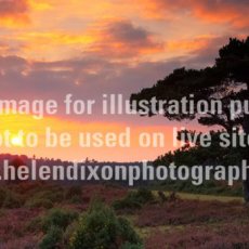 Panoramic New Forest tree in sunset