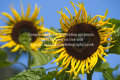 Home page message panel 2
