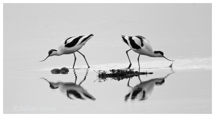 Avocets